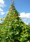 Bean, Pole Runner, 'Scarlet Emperor'