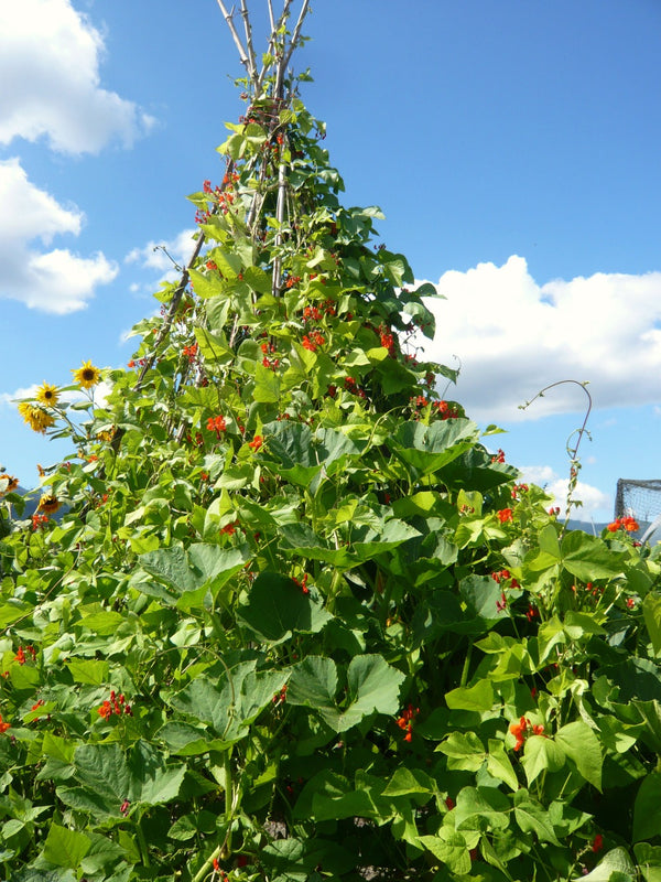 Bean, Pole Runner, 'Scarlet Emperor'