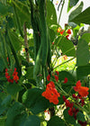 Bean, Pole Runner, 'Scarlet Emperor'