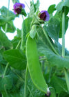 Snow Pea, 'Schweizer Riesen'