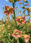 Nicotiana, 'Peach Screamer'