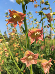 Nicotiana, 'Peach Screamer'