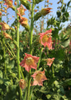 Nicotiana, 'Peach Screamer'