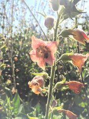 Load image into Gallery viewer, Nicotiana, 'Peach Screamer'