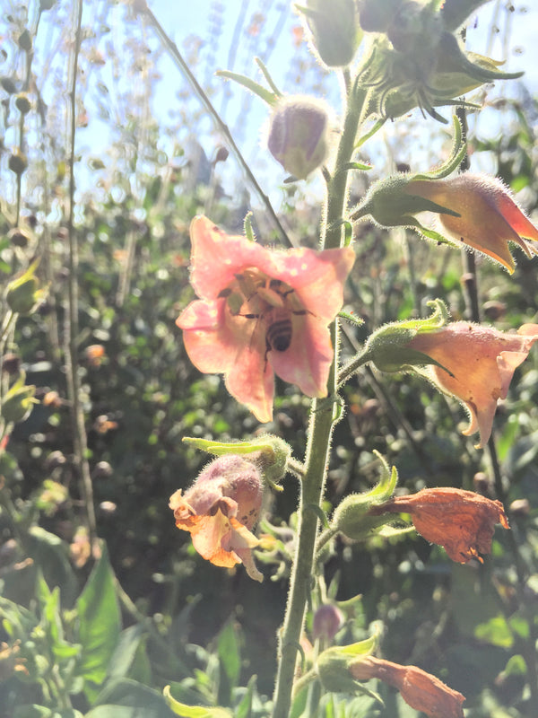 Nicotiana, 'Peach Screamer'