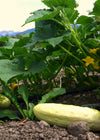 Cucumber, 'Silver Slicer'