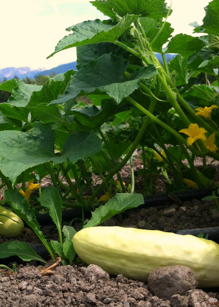 Cucumber, 'Silver Slicer'