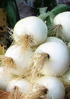 Sweet Onion, 'Siskiyou Sweet'