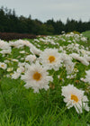 Cosmos, 'Snow Puff'