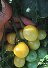 Tomato, 'Snow White'