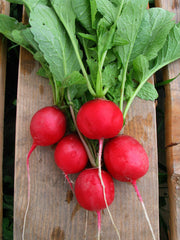 Radish, 'Sora'