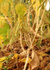 Bean, Pole Dry, 'Pescia'