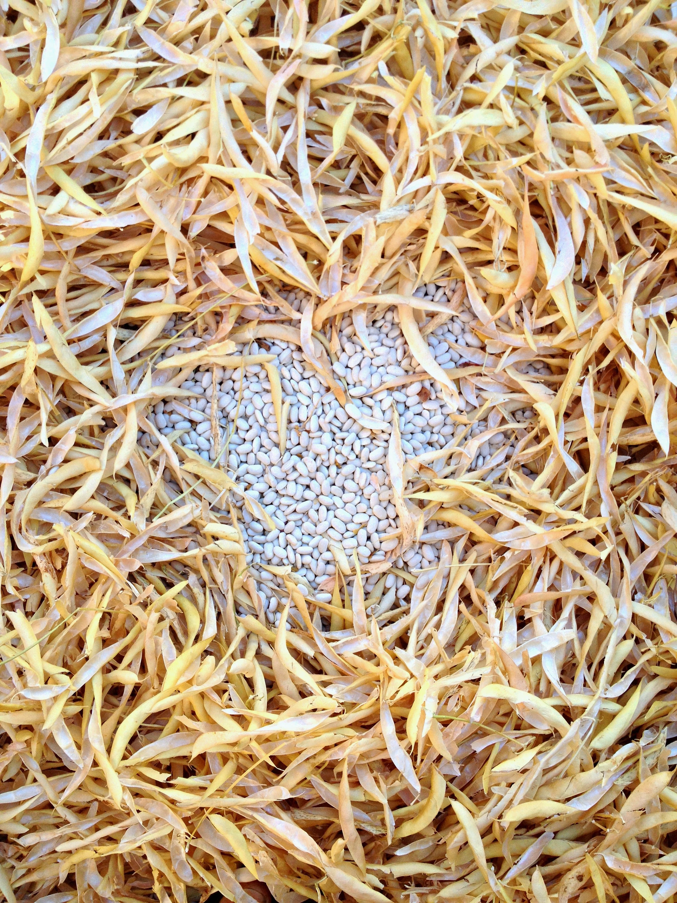 Bean, Pole Dry, 'Pescia'