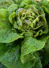 Lettuce, 'Speckled'