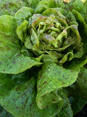 Lettuce, 'Speckled'