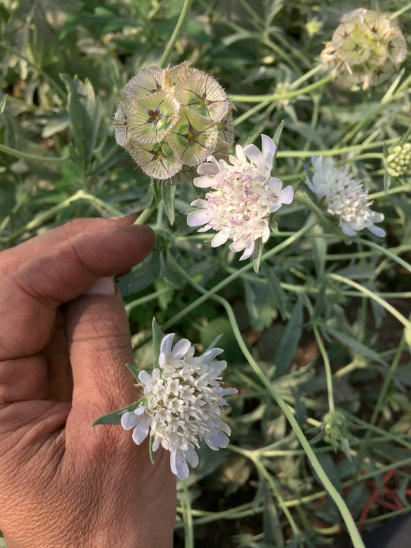 Scabiosa, 'Sternkugel'