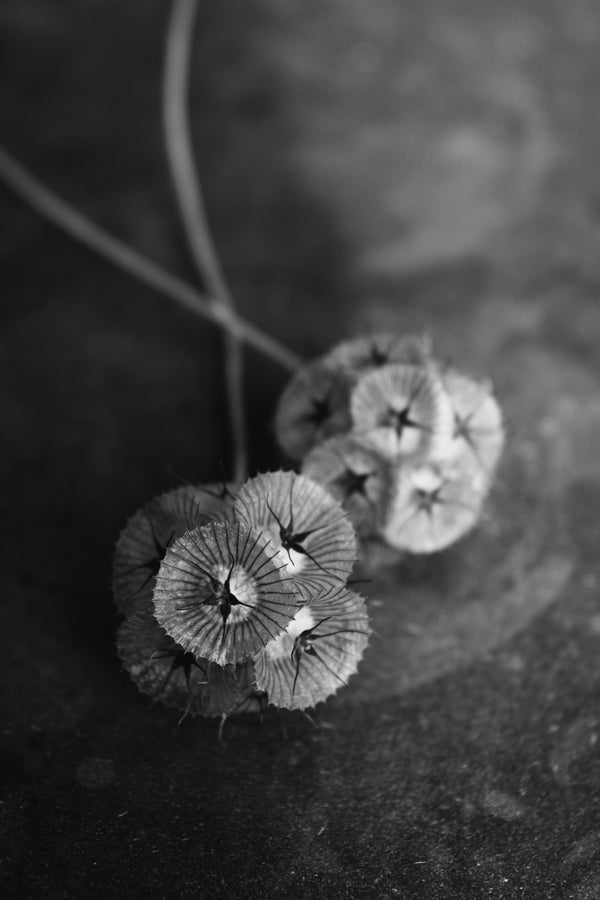 Scabiosa, 'Sternkugel'