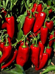 Sweet Pepper, 'Stocky Red Roaster'
