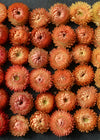 Strawflower, 'Apricot Peach Mix'
