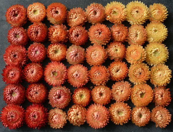 Strawflower, 'Apricot Peach Mix'