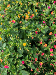 Load image into Gallery viewer, Four O'Clocks, 'Strega'