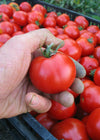 Tomato, 'Stupice'