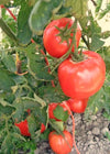 Tomato, 'Super Luscious'