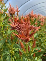Load image into Gallery viewer, Celosia, 'Supercrest and Friends'
