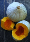Winter Squash, 'Oregon Homestead Sweet Meat'