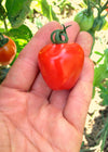Tomato, 'Gardener's Sweetheart'