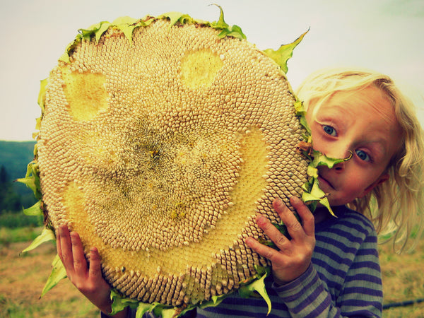 Sunflower 'Tarahumara'