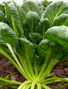 Asian Greens, 'Tatsoi'