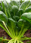 Asian Greens, 'Tatsoi'