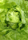 Lettuce, 'Tennis Ball'