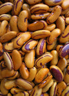 Bean, Bush Dry, 'Tiger's Eye'