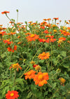 Sunflower, Mexican, 'Torch'