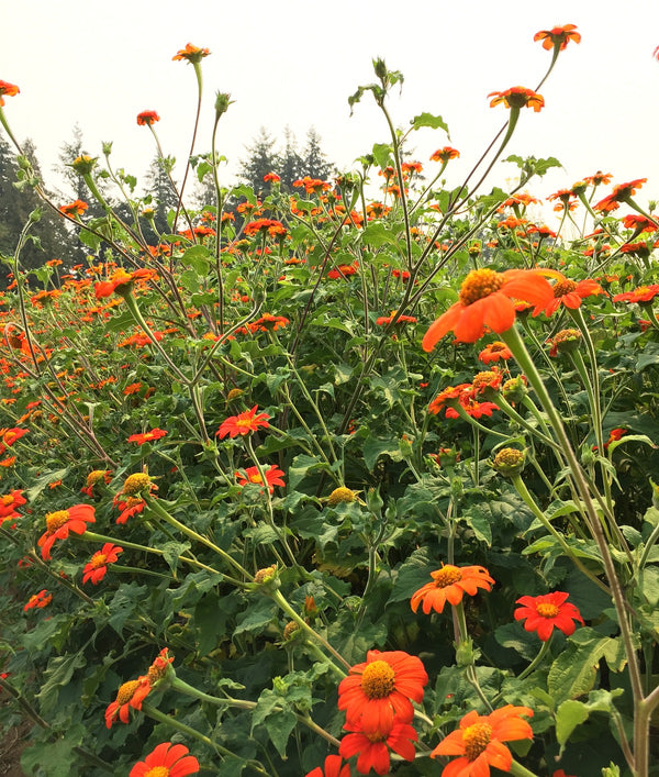 Sunflower, Mexican, 'Torch'