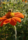 Sunflower, Mexican, 'Torch'