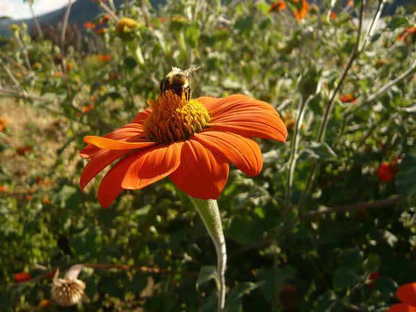 Sunflower, Mexican, 'Torch'