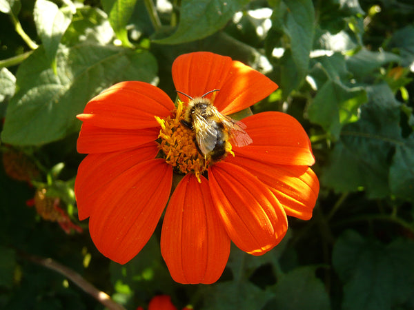 Sunflower, Mexican, 'Torch'