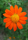 Sunflower, Mexican, 'Torch'