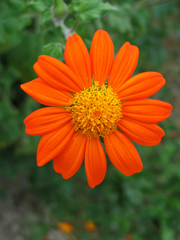 Sunflower, Mexican, 'Torch'