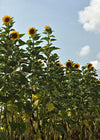 Sunflower 'Transylvanian Giant'