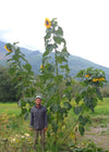 Sunflower 'Transylvanian Giant'