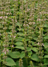 Basil, 'Tulsi' (Sacred Basil, Holy Basil)