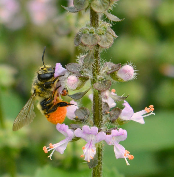 Basil, 'Tulsi' (Sacred Basil, Holy Basil)