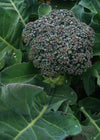 Broccoli, 'Umpqua'