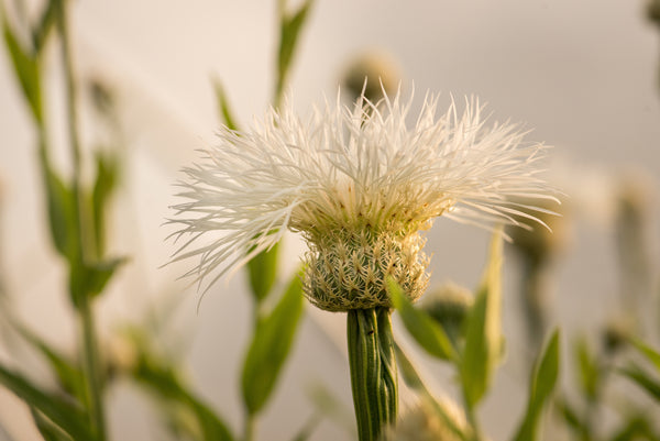 Basket Flower, 'Aloha Blanca'