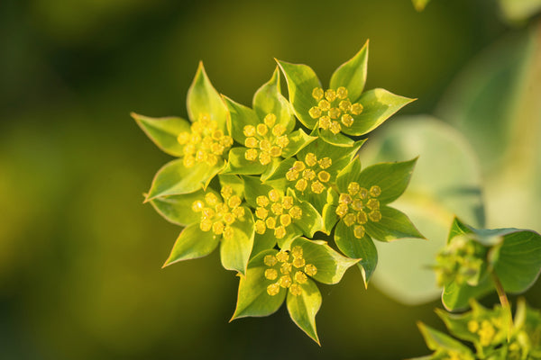 Bupleurum, 'Green Gold'