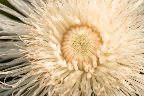 Basket Flower, 'Aloha Blanca'